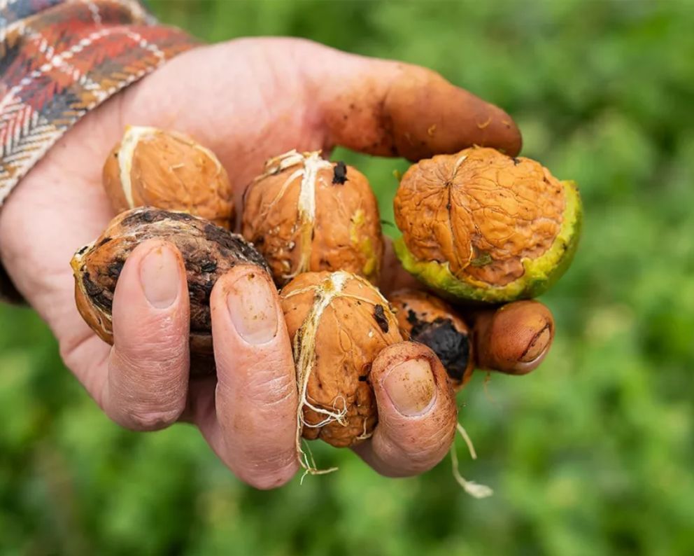 Spesa consapevole : Noci fresche o secche?